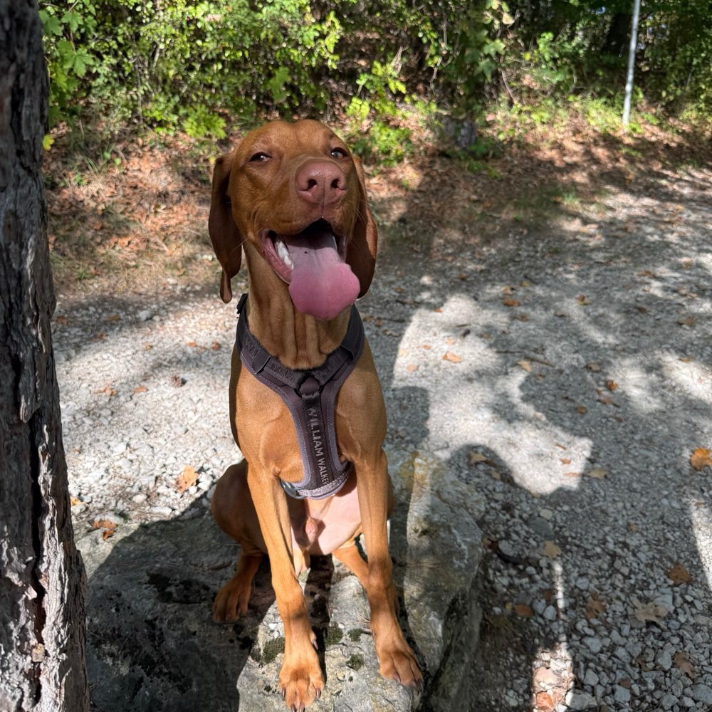Hundetreffen-Gemeinsame Gassirunden 🐶-Profilbild