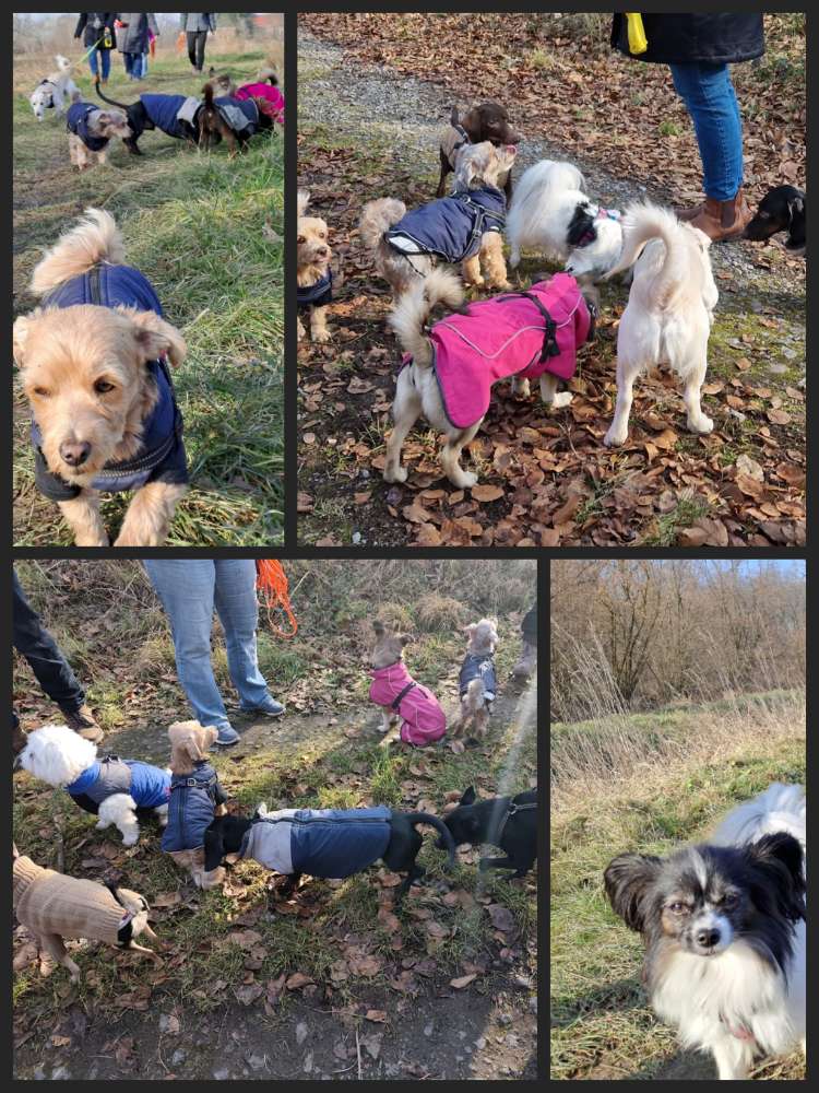Hundetreffen-Minipfoten Gassirunde-Profilbild
