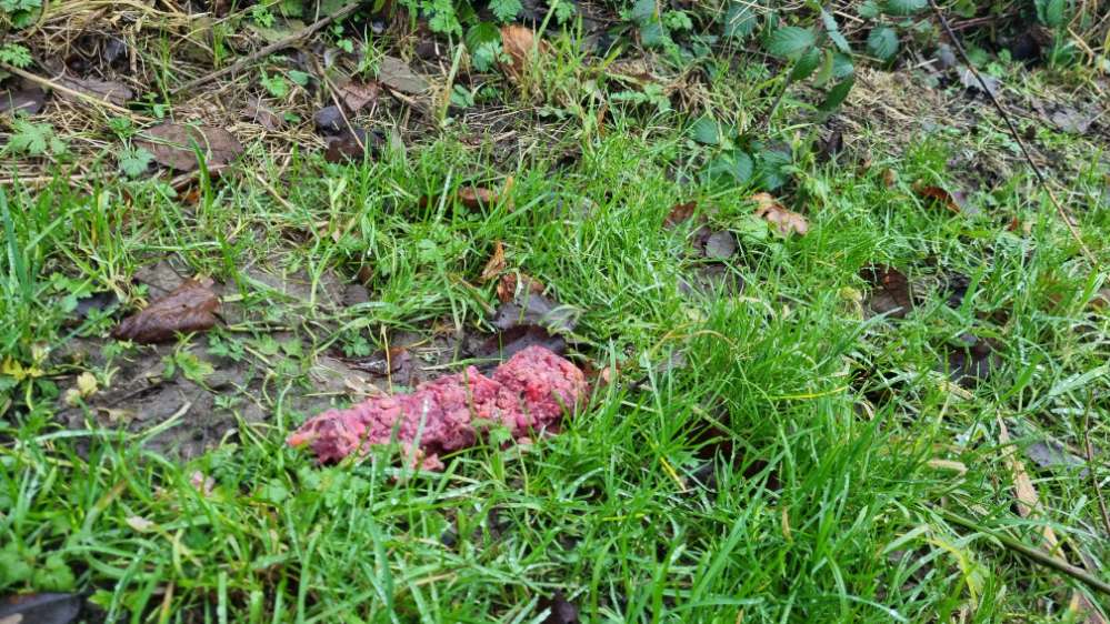 Giftköder-Evtl Giftköder / undefinierbare Masse-Profilbild