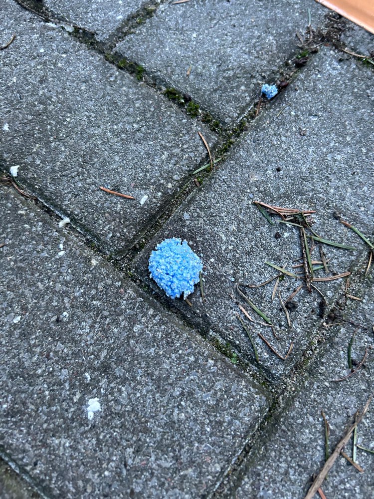 Giftköder-Vermutlich Rattengift-Profilbild