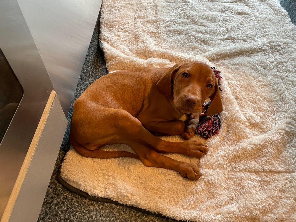 Hundetreffen-Gassigeh- und Spielfreunde gesucht-Profilbild