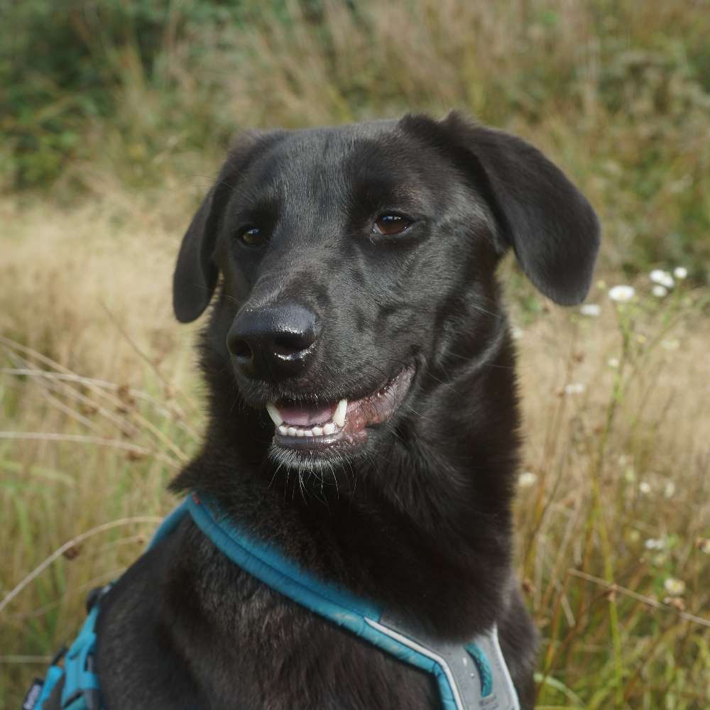 Hundetreffen-Spielen & Spazieren-Profilbild