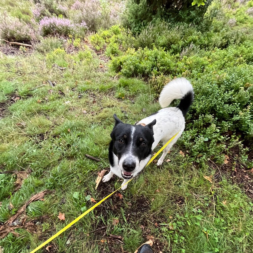 Hundetreffen-Hundefreunde kennen lerne-Profilbild