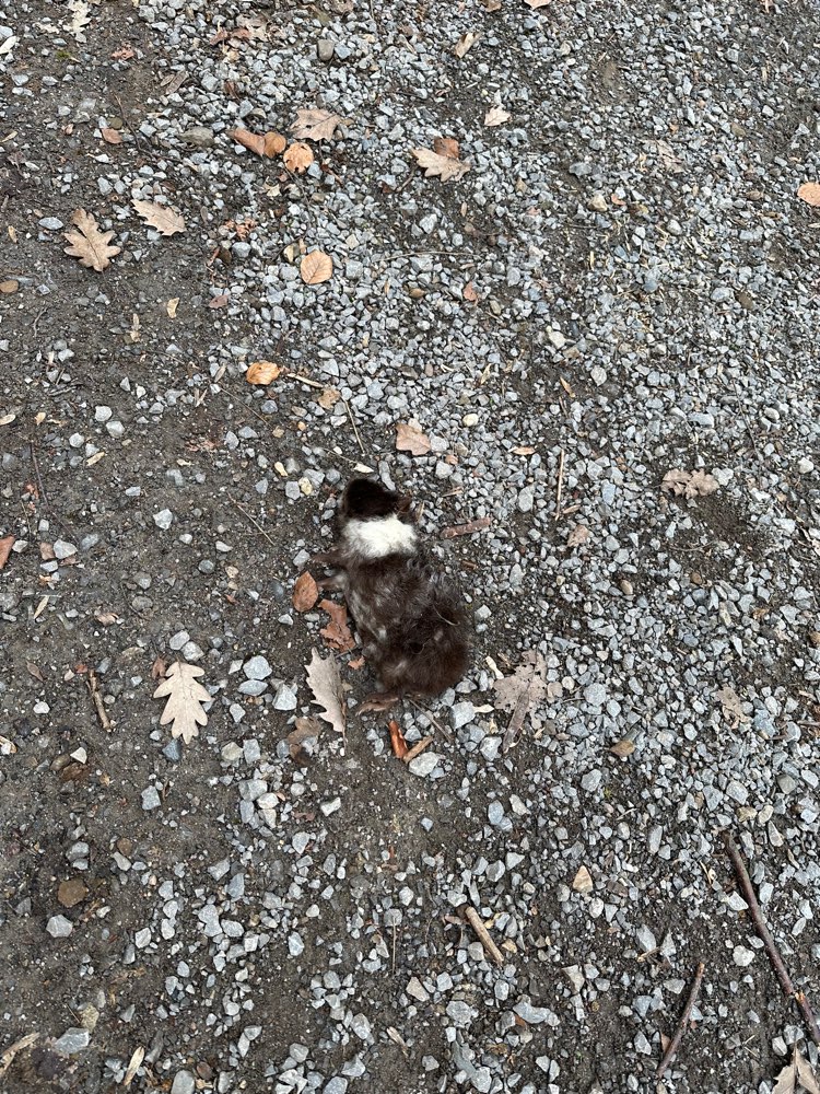 Giftköder-Totes Meerschweinchen-Profilbild