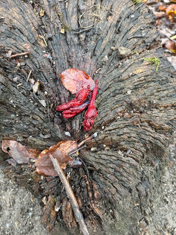 Giftköder-Undefinierbares-Profilbild