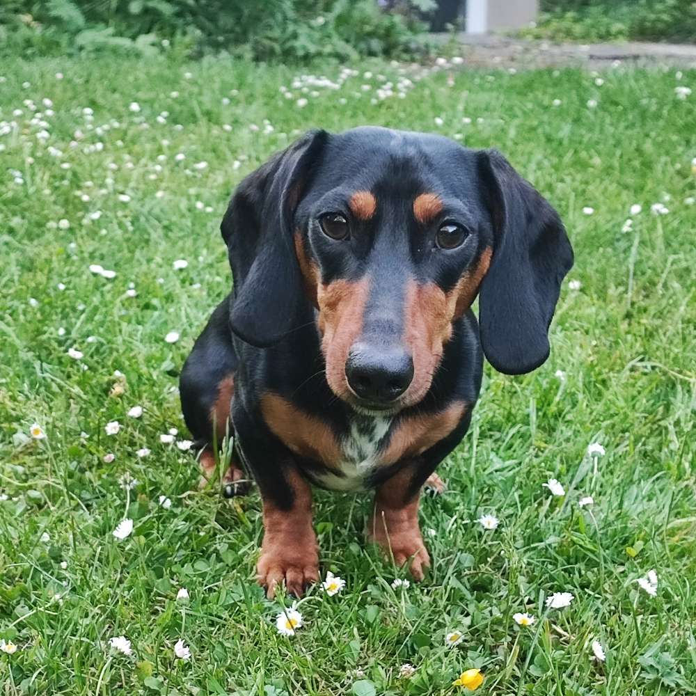 Hundetreffen-Hundefreunde in München gesucht-Profilbild