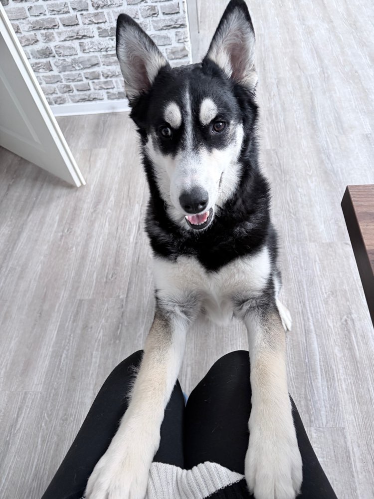 Hundetreffen-Hundekumpel-Profilbild