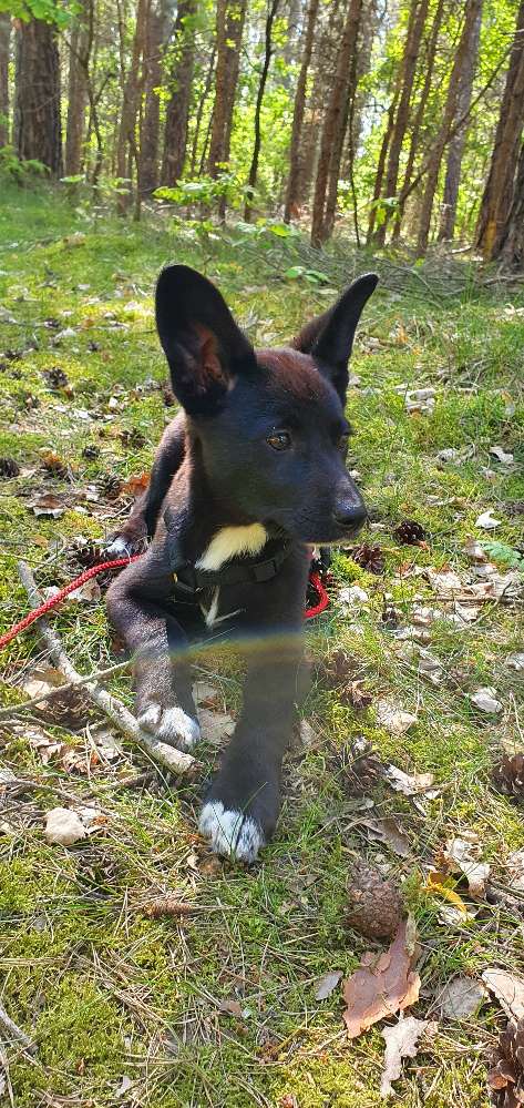 Hundetreffen-Welpentreffen in und um Fürth-Profilbild