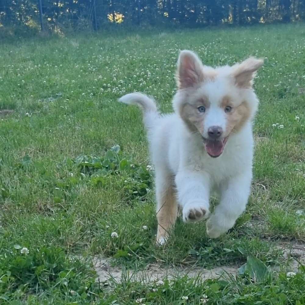 Hundetreffen-Welpe sucht Spielkameraden-Profilbild