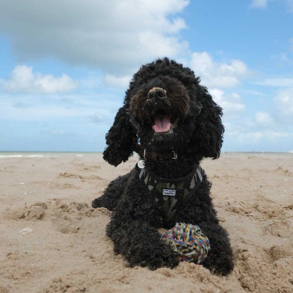 Hundetreffen-Suche Hundefreund zum Spielen/Trainieren/Spazieren in Idstein und Umgebung-Profilbild