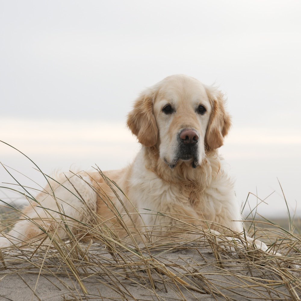 Hundetreffen-Neue Hundefreunde gesucht 😊-Profilbild