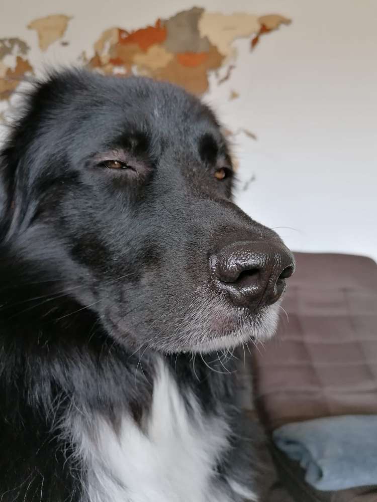 Hundetreffen-Große Hunde gesucht!-Profilbild