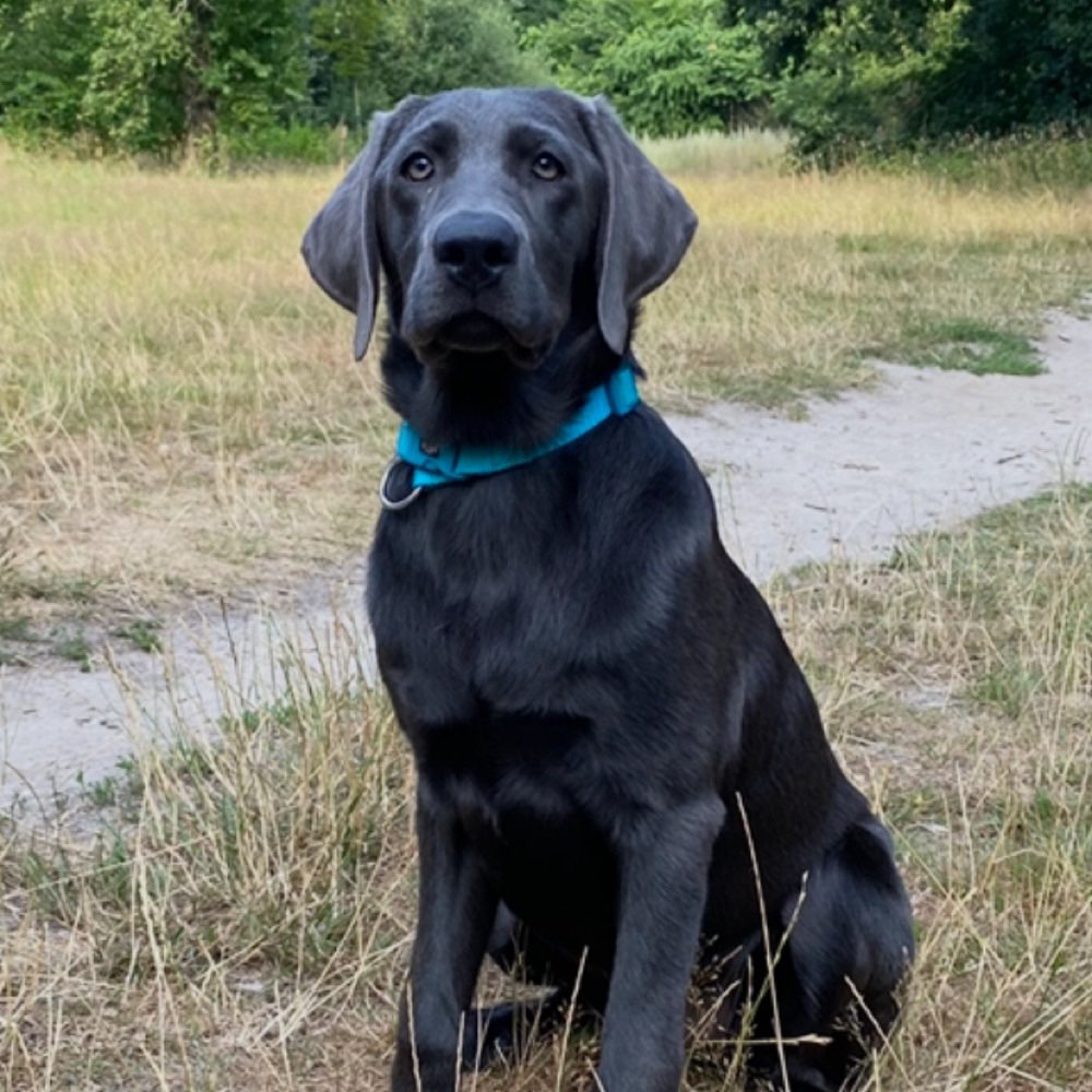 Hundetreffen-Spielfreund gesucht-Profilbild