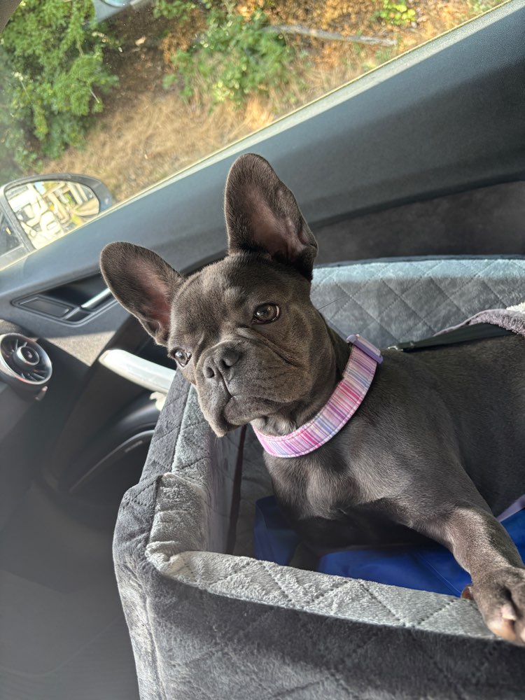 Hundetreffen-Welpen Treffen Frenchie-Profilbild