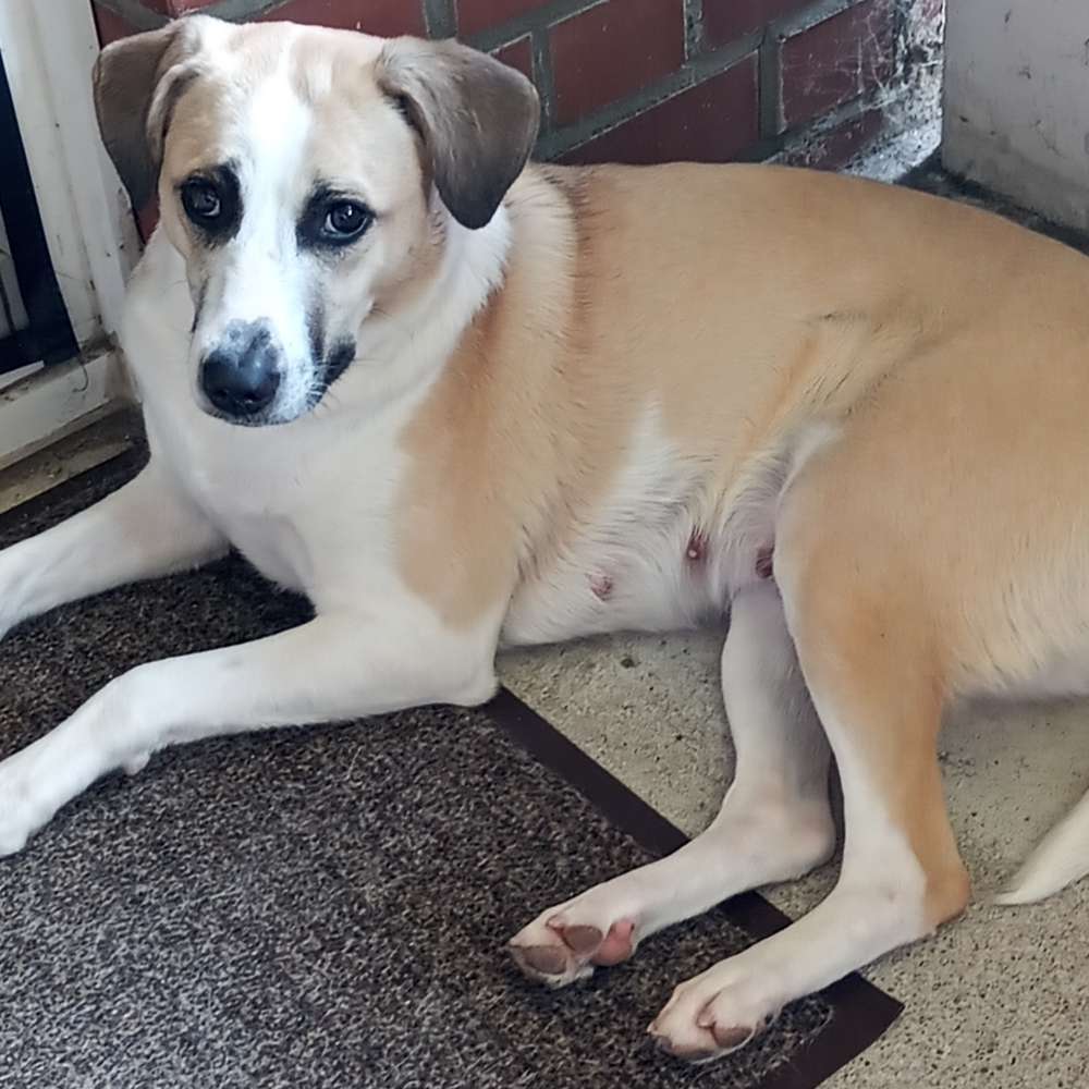 Hundetreffen-Hundekumpel gesucht-Profilbild