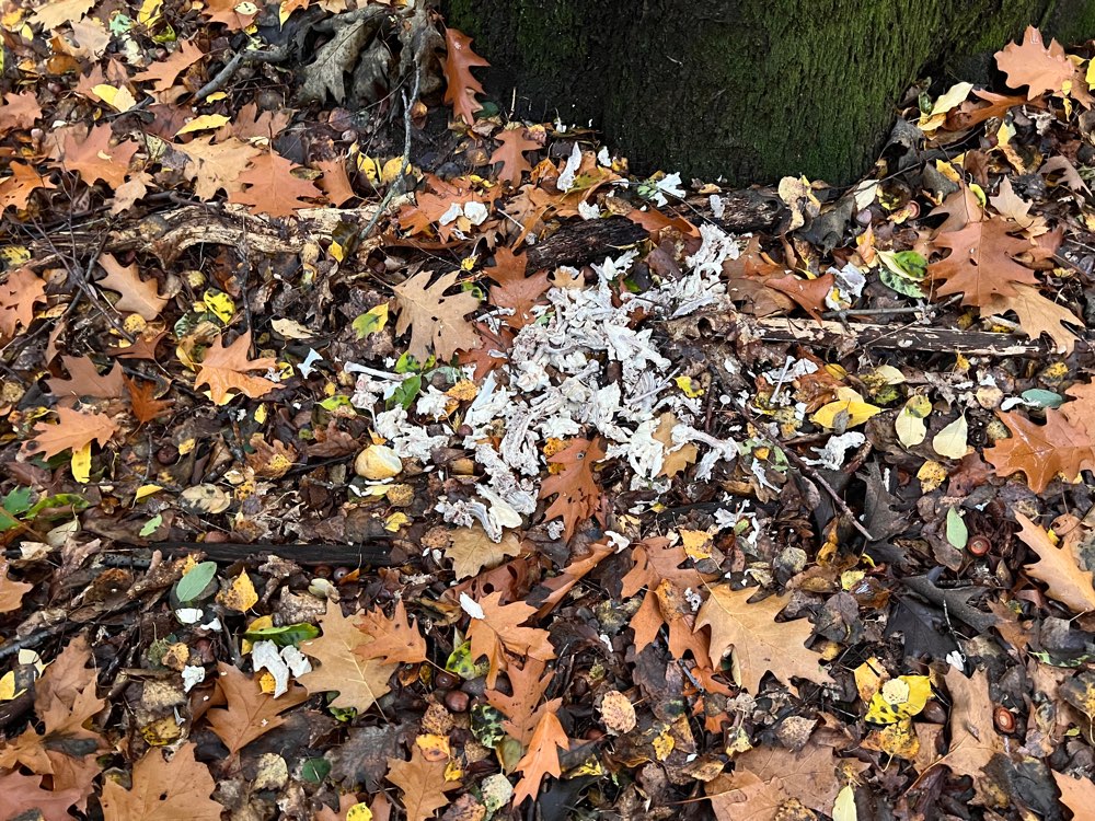 Giftköder-Gekochtes Huhn samt Knochen-Profilbild