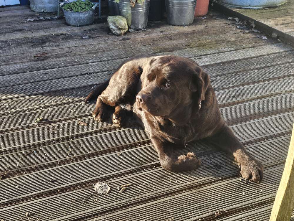 Hundetreffen-Gemeinsame Gassirunden-Profilbild