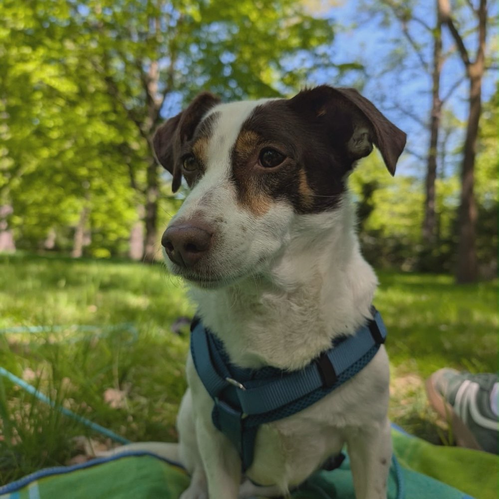 Hundetreffen-Gemeinsames Spazieren mit Lia-Profilbild