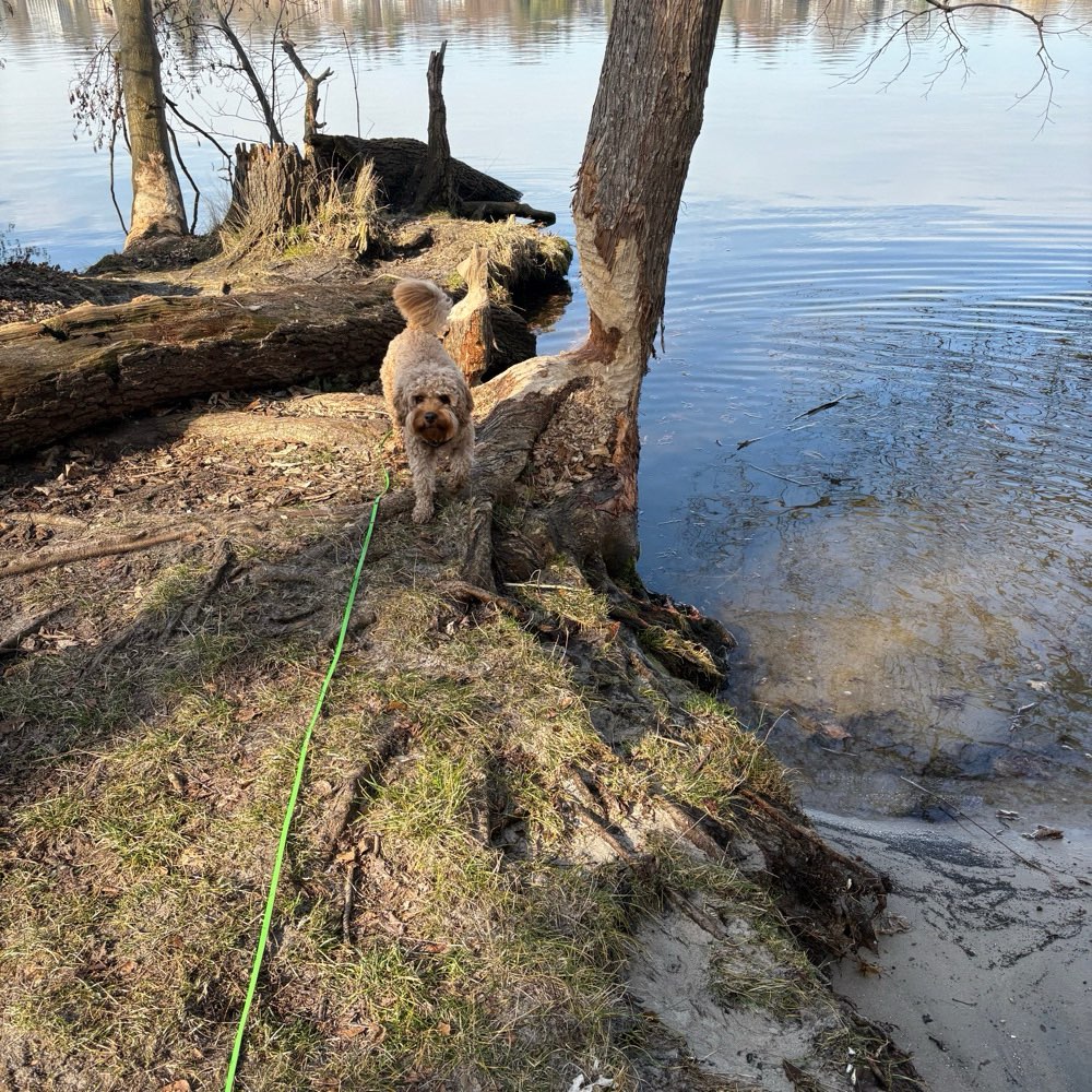 Hundetreffen-Gemeinsame Gassirunden-Profilbild