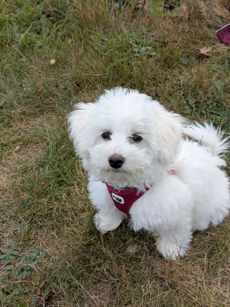 Hundetreffen-Welpentreffen in Mainsche-Profilbild