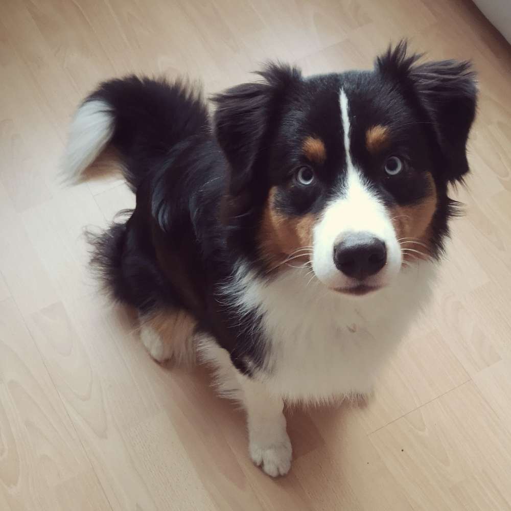 Hundetreffen-Spiel-/Gassi-Partner gesucht-Profilbild