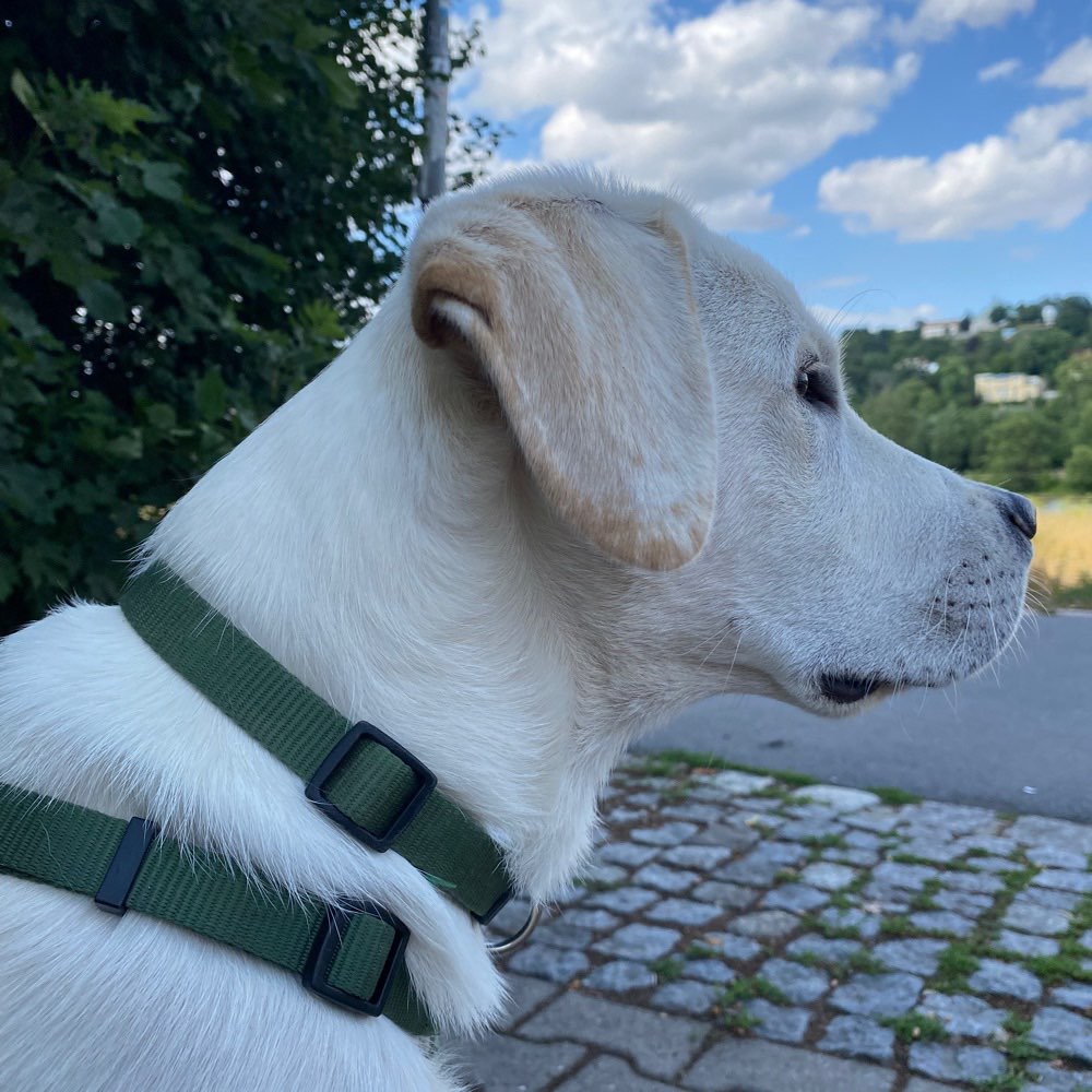 Hundetreffen-Junghundespielen-Profilbild