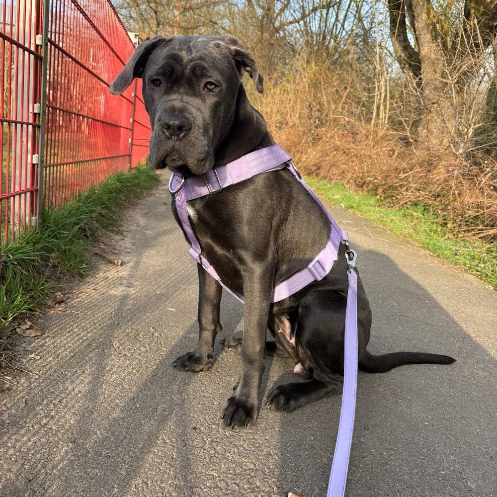 Hundetreffen-Treffen zum Spazieren und Spielen-Profilbild