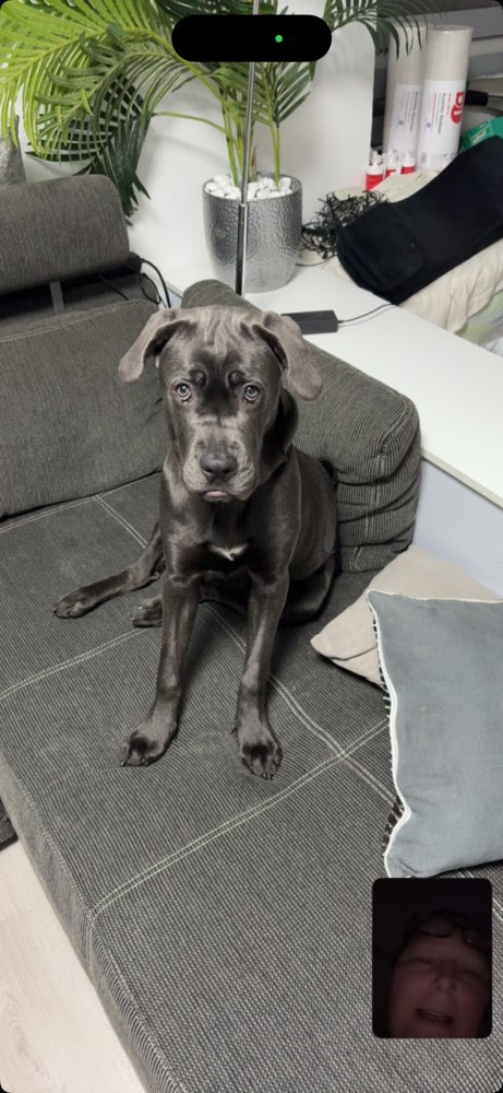 Hundetreffen-Treffen zum Spazieren und Spielen-Profilbild