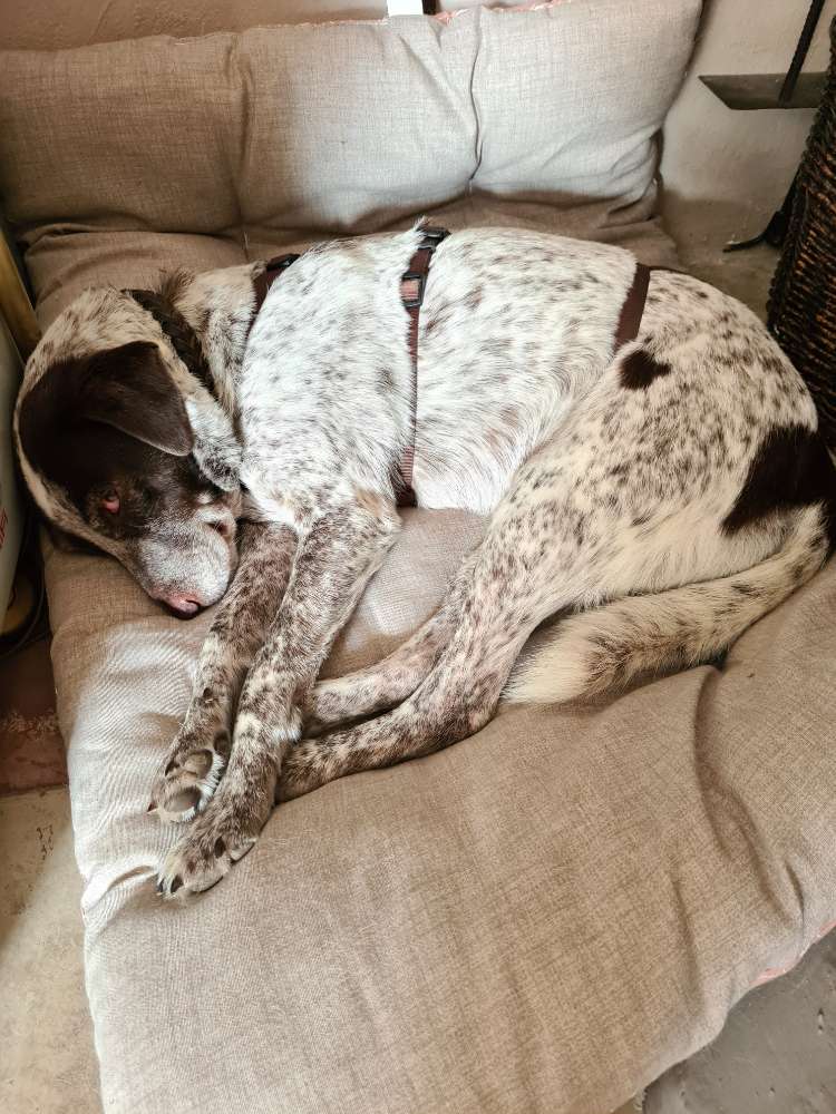 Hundetreffen-Für Spiel und Spaziergänge Hundefreunde gesucht...-Profilbild