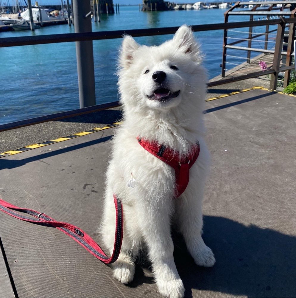 Hundetreffen-Spielzeit für die Hunde-Profilbild