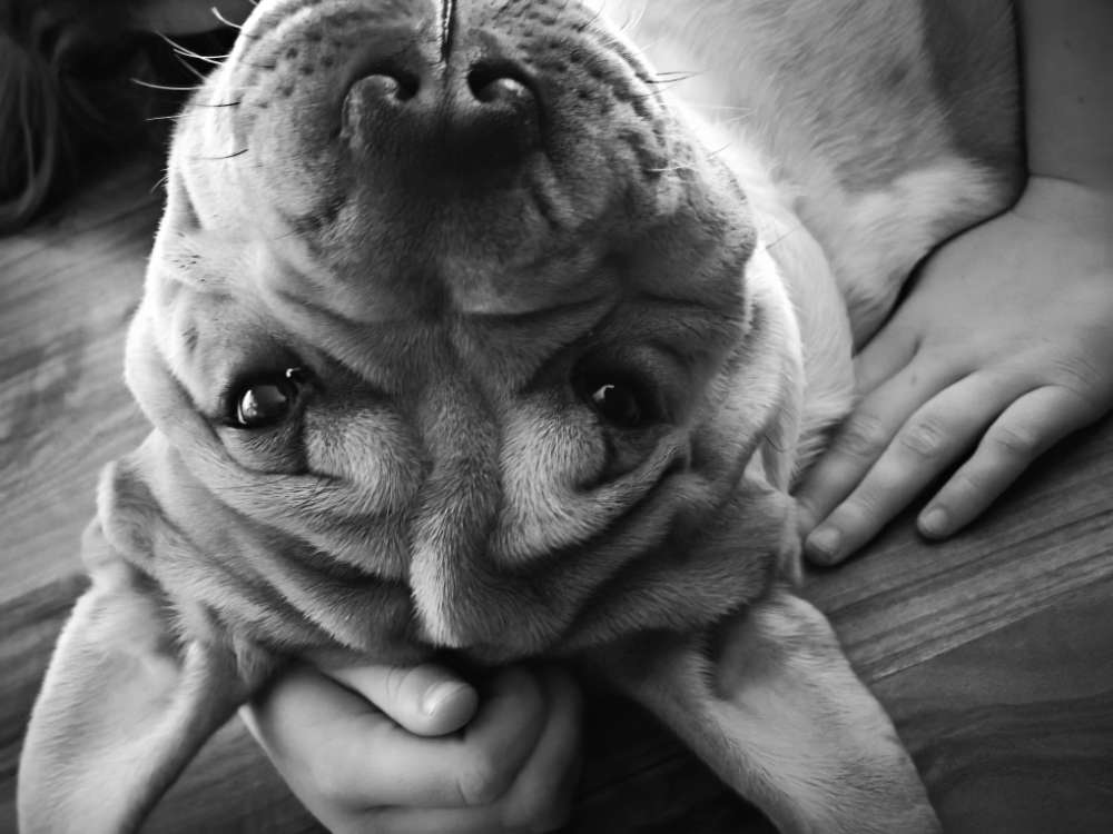 Das schönste black and white Foto eures Lieblings 🖤🩶🤍. Banner