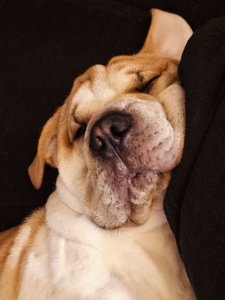 Hier suchen wir doch mal das knautschigste Hundegesicht 😁 Banner