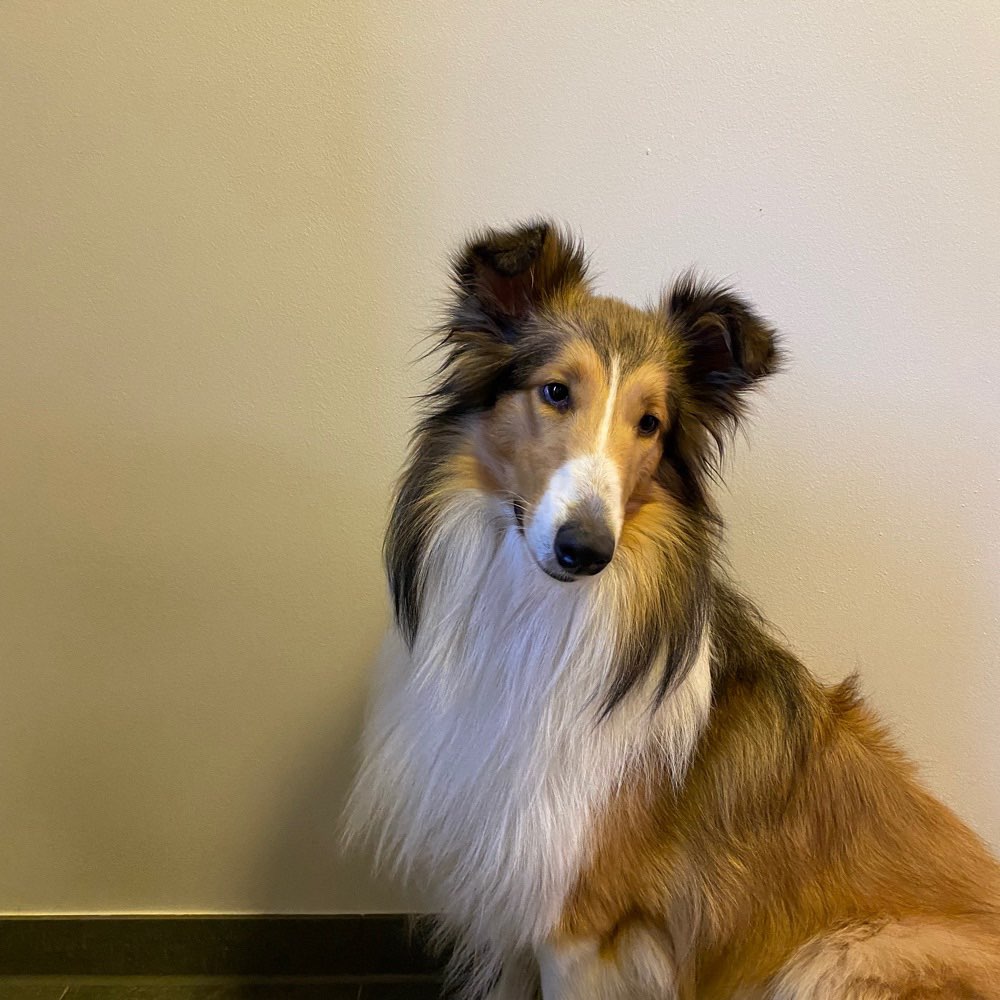 Hundetreffen-Playdate Erding West-Profilbild