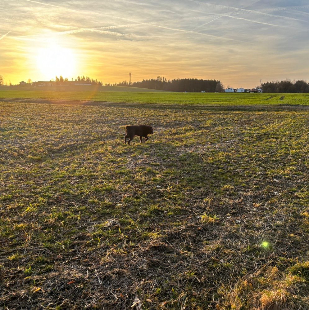 Hundetreffen-Gemeinsame Gassi- und Spielerunden-Profilbild