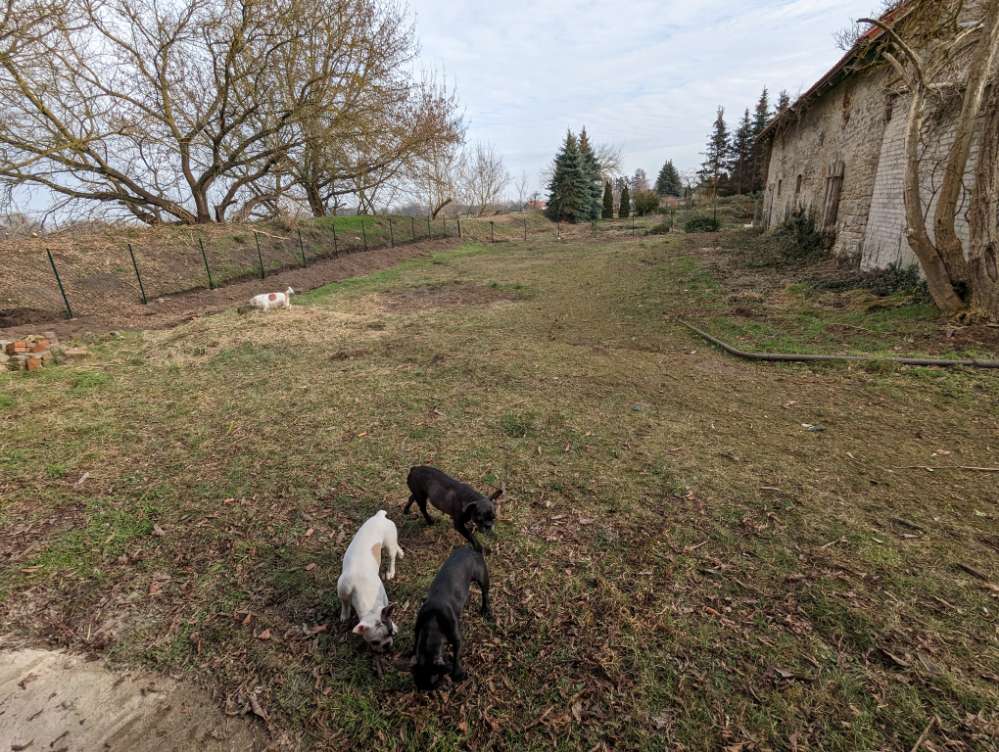 Hundetreffen-Sozialisierung-Profilbild