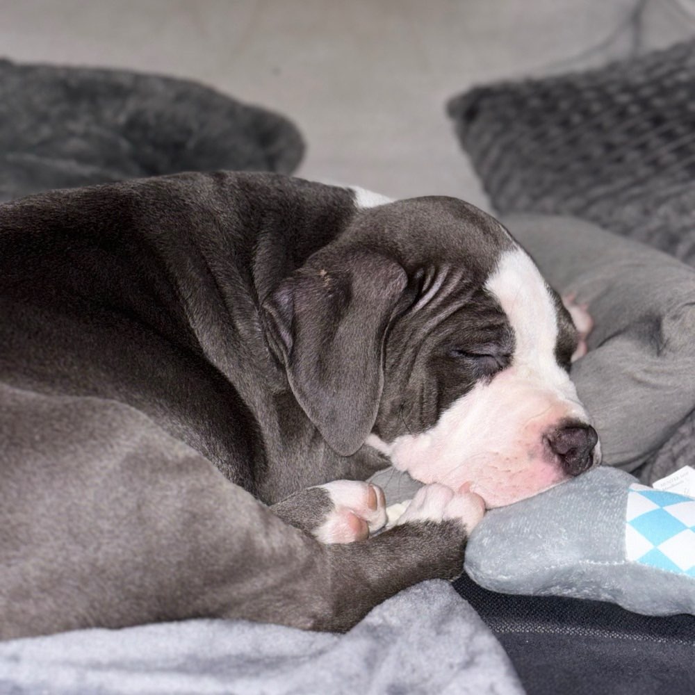 Hundetreffen-Welpentreffen-Profilbild