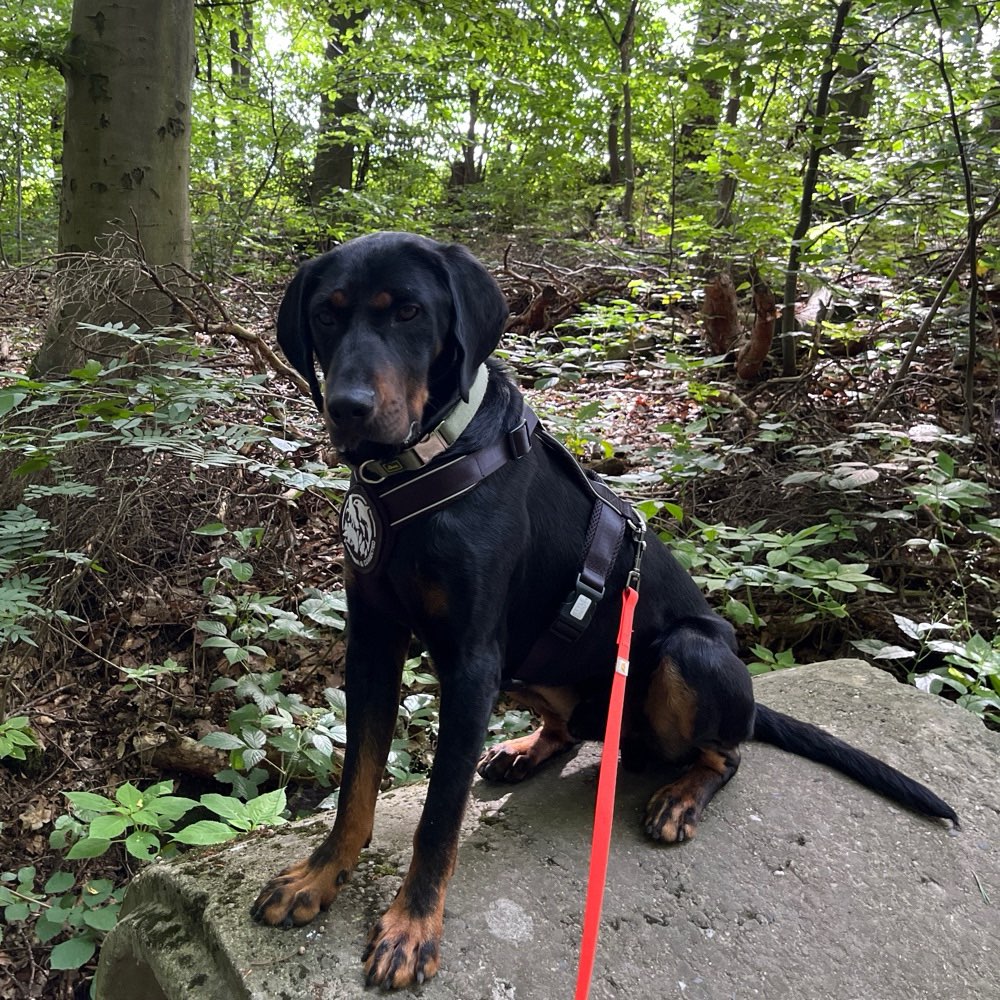 Hundetreffen-Gemeinsames Gassigehen-Profilbild