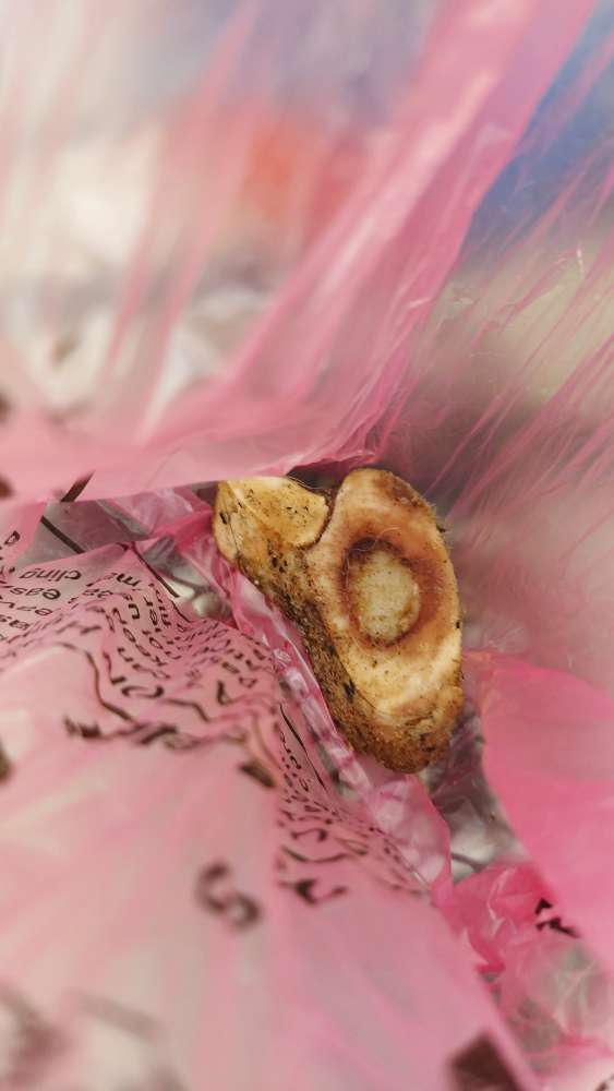 Giftköder-Wahrscheinlich Giftköder-Profilbild