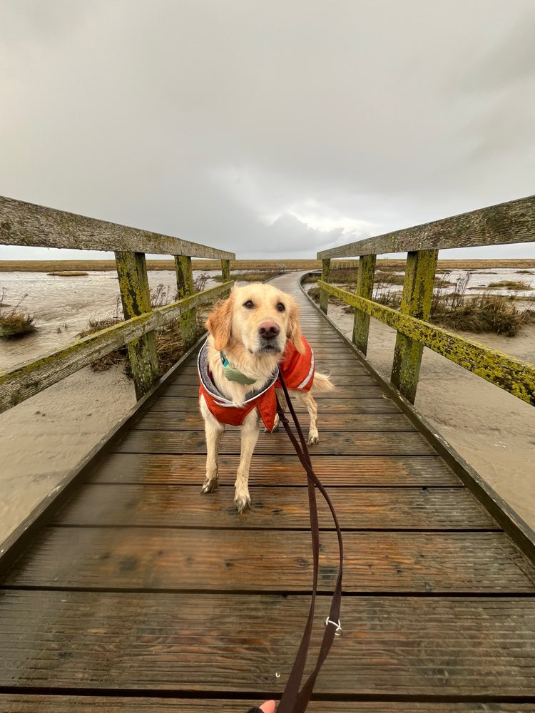 Hundetreffen-Hundefreundin gesucht-Profilbild