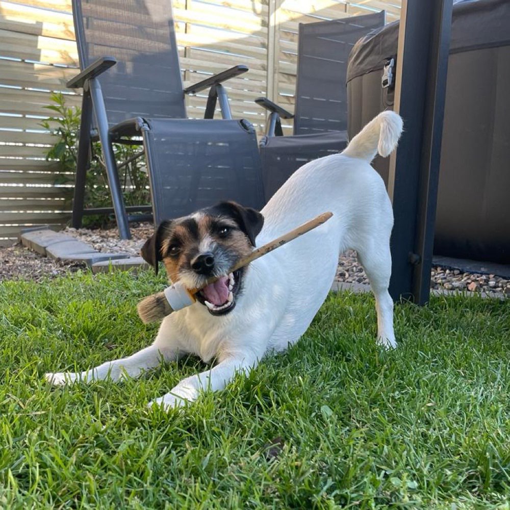 Hundetreffen-Jack Russel treffen in Herrenberg-Profilbild