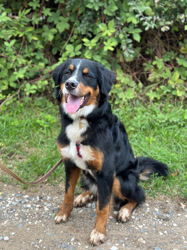 Hundetreffen-Spielrunde-Profilbild