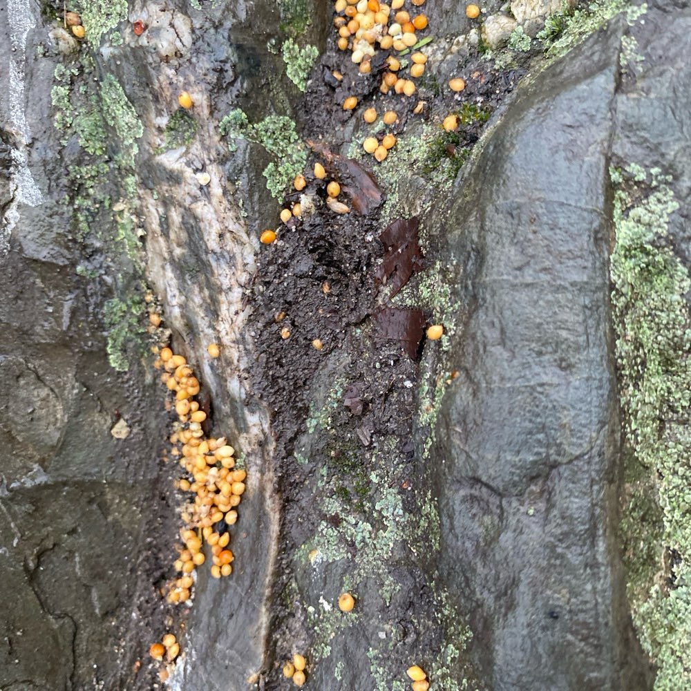 Giftköder-Giftköder am Ufer ggü. Standbad-Profilbild