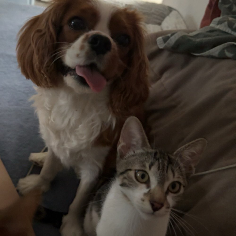 Hundetreffen-Gassi Runde-Profilbild