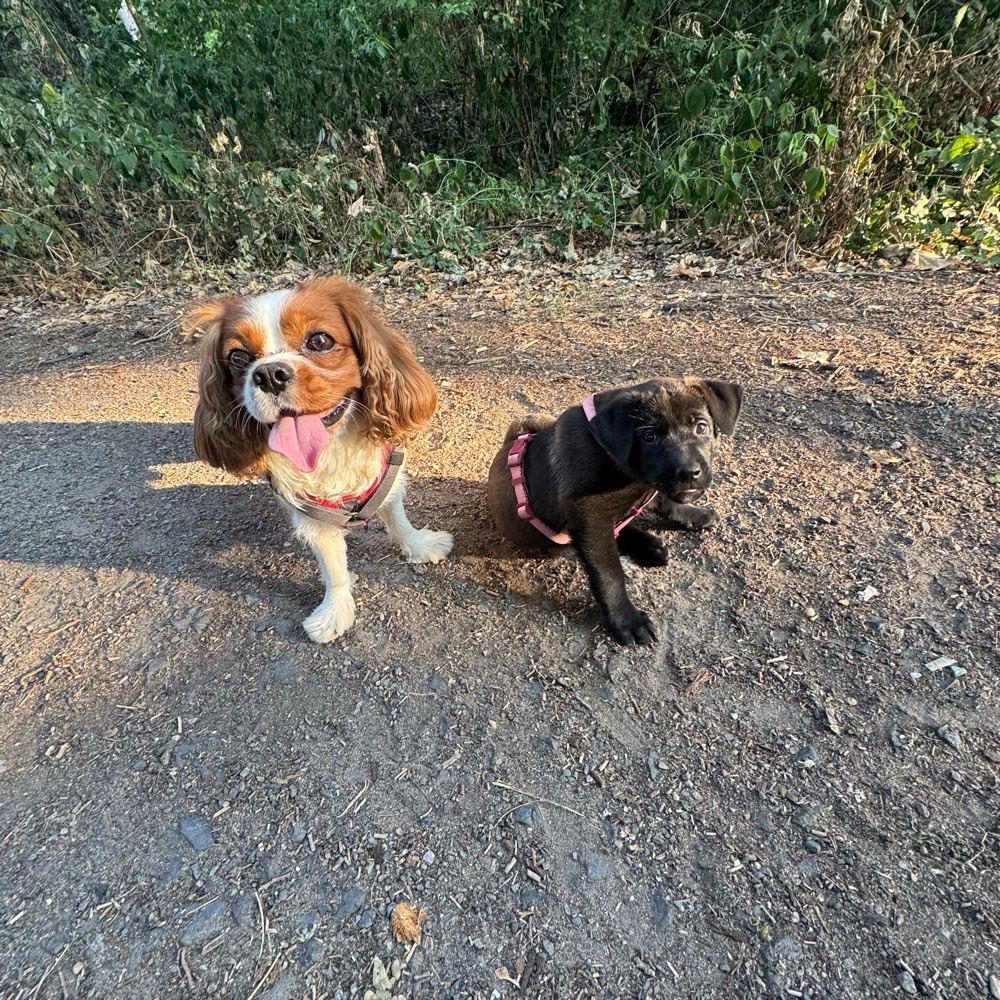 Hundetreffen-Gassi Runde-Profilbild