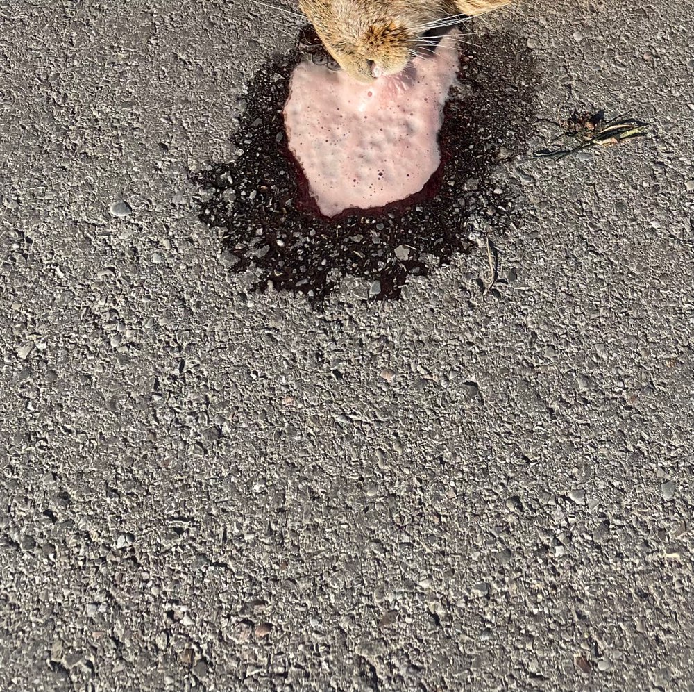 Giftköder-Vergiftung-Profilbild