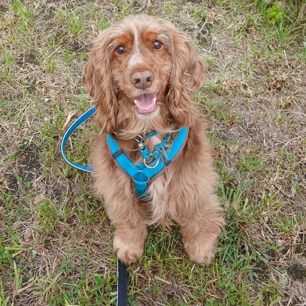Hundetreffen-Trainings- und Gassikumpels gesucht-Profilbild