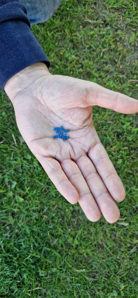Giftköder-Blaukorn (evtl. Schneckenkorn)-Profilbild