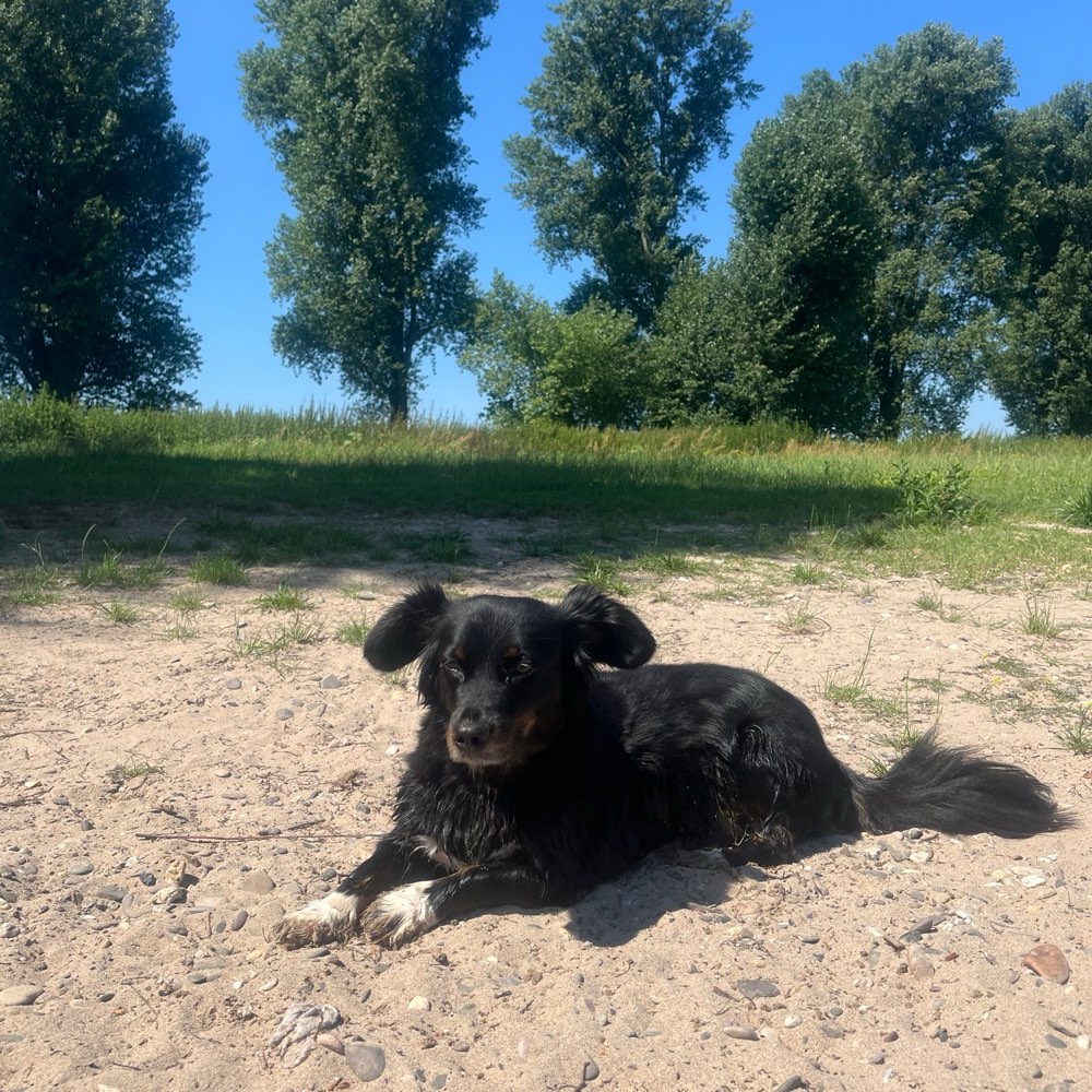 Hundetreffen-Gassirunde Sonntag am Rhein-Profilbild