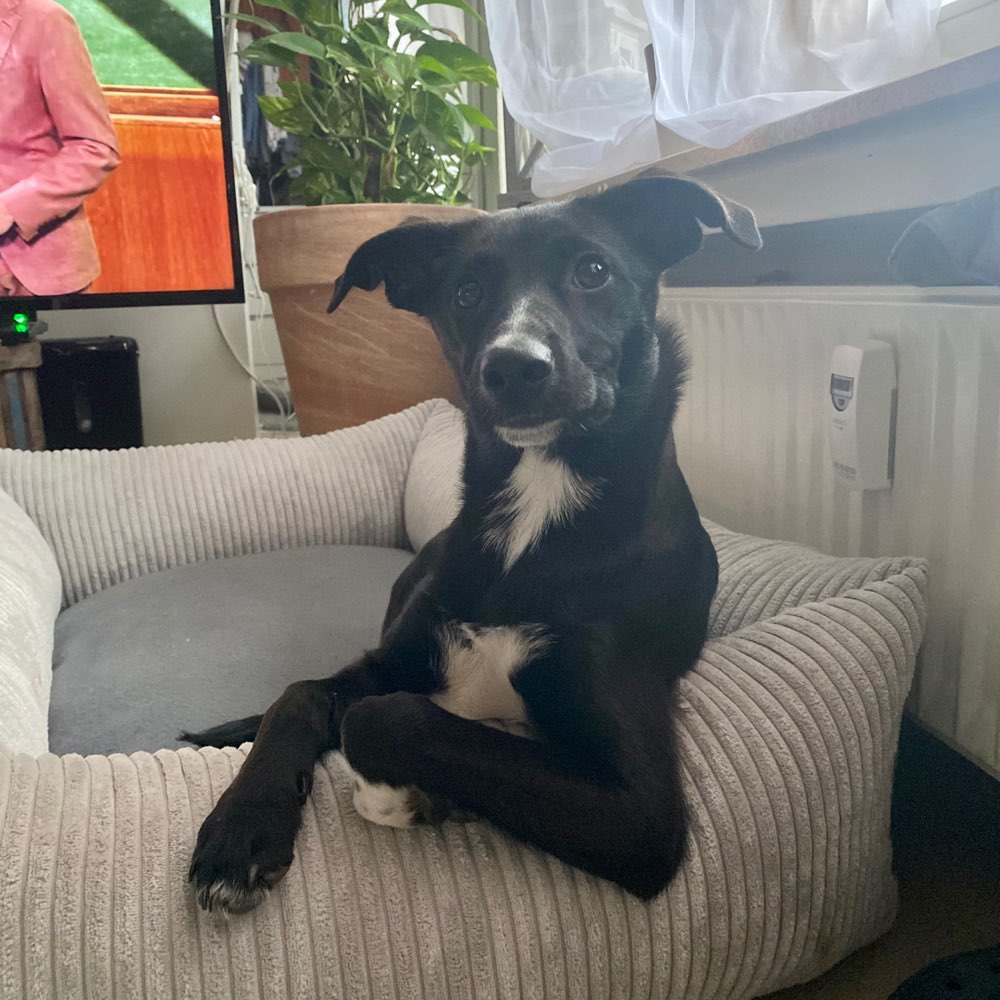 Hundetreffen-Gassi und Spielgruppe-Profilbild