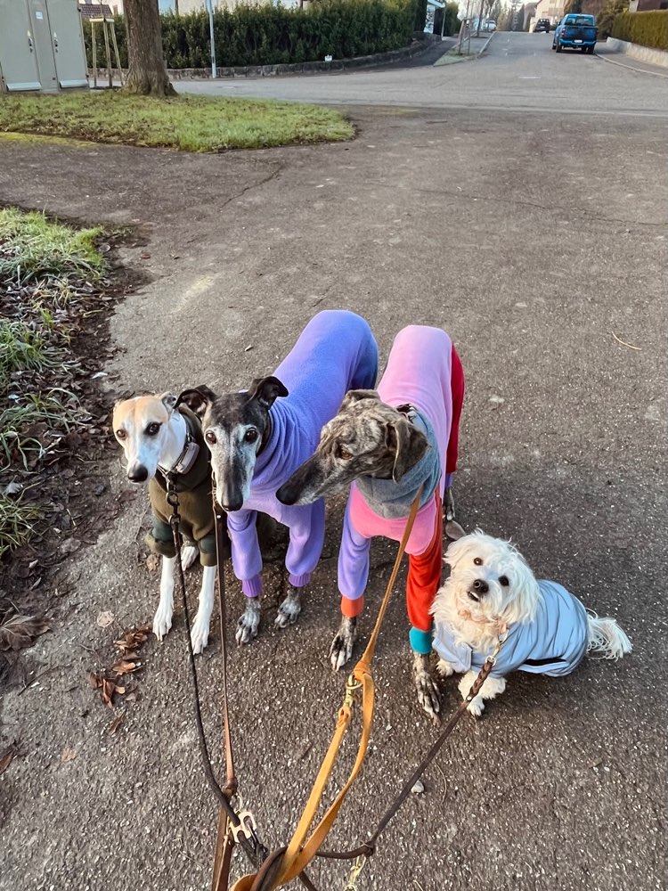 Hundetreffen-Social Walks-Profilbild